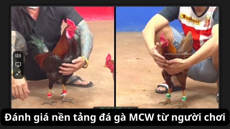 mcw-dan-dau-trong-nganh-ca-cuoc-da-ga-truc-tuyen