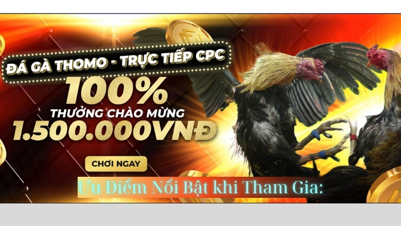 truc-tiep-da-ga-thomo-trai-nghiem-dem-lai-cam-xuc-dinh-cao